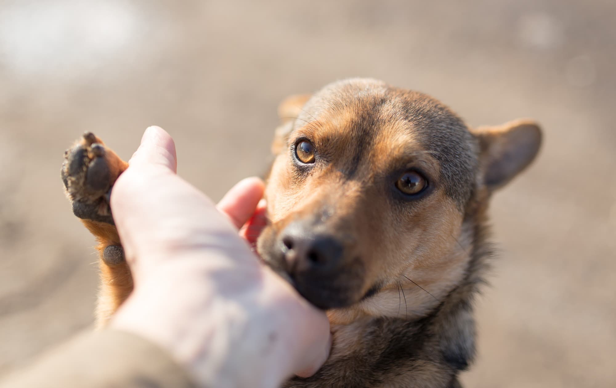 A caretaker greeting a happy dog at Doggie Den Inn