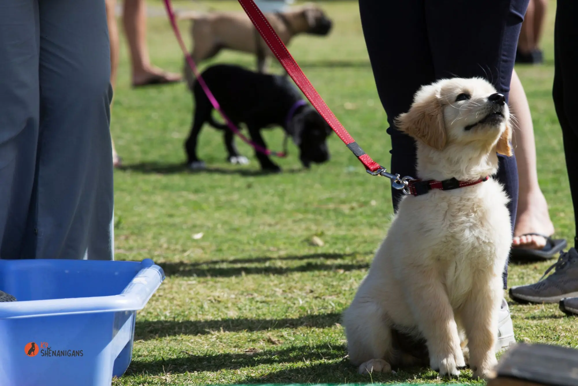 A puppy sitting attentively during a group enrichment session