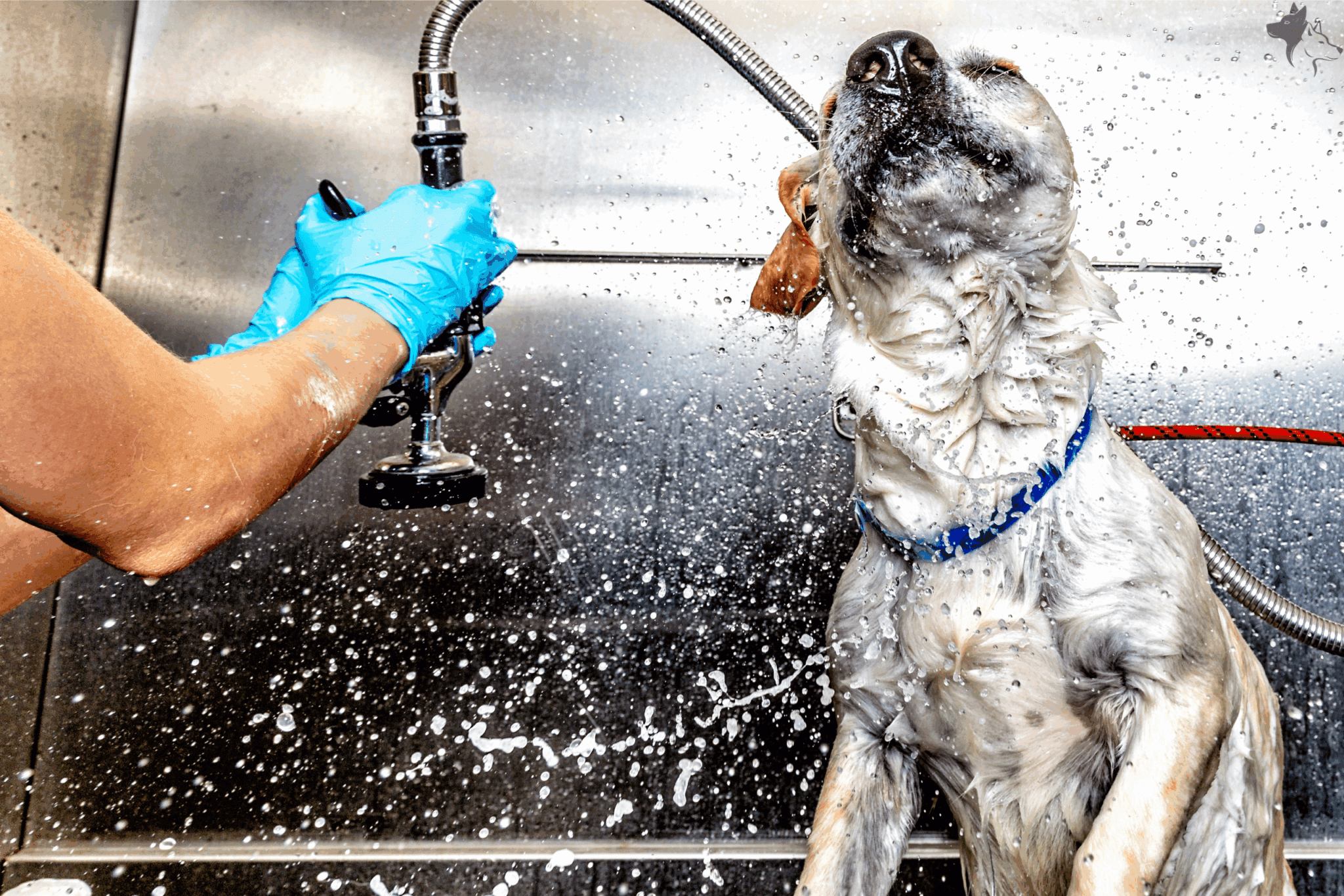 A dog enjoying a refreshing exit bath in the grooming suite