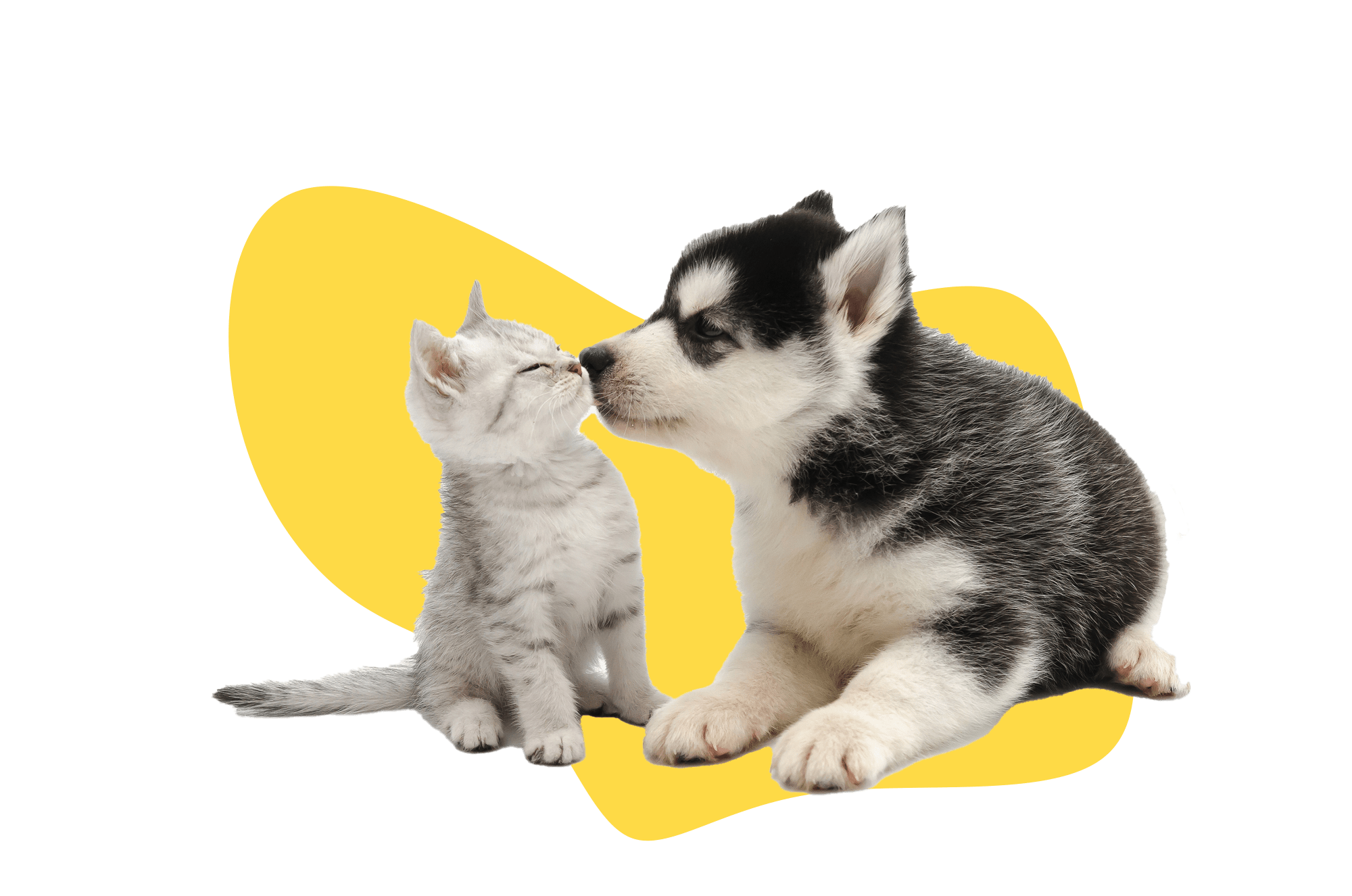 huskie and cat kissing
